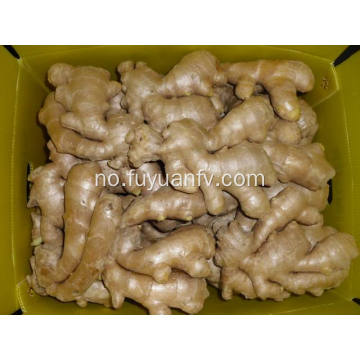 Lufttørket Ginger 300g og oppover